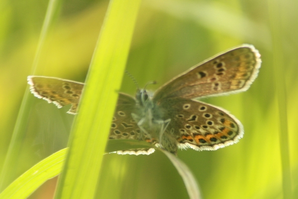 Plebejus indéterminé  - Thomas Lux