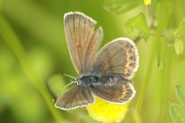 Plebejus indéterminé  - Thomas Lux