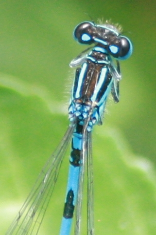 Mercury Bluet  - Thomas Lux