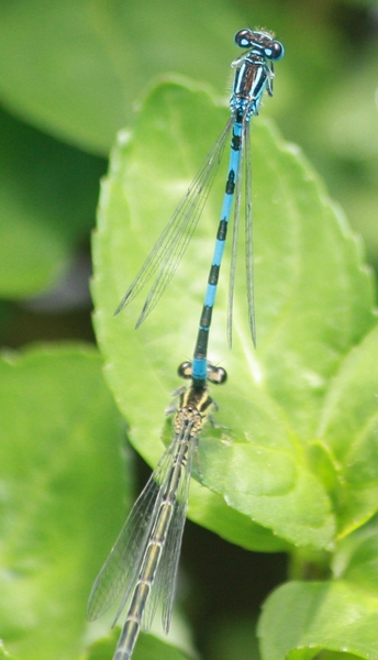 Mercury Bluet  - Thomas Lux