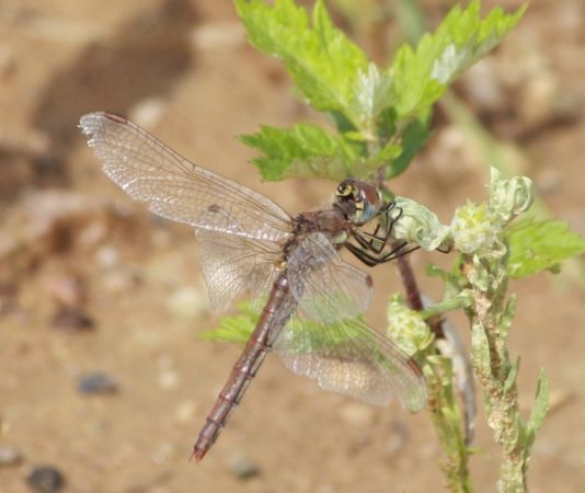 Red-veined Darter  - Thomas Lux