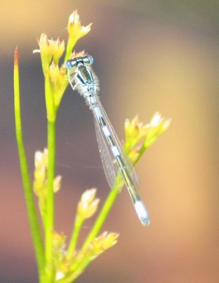 Agrion mignon  - Thomas Lux