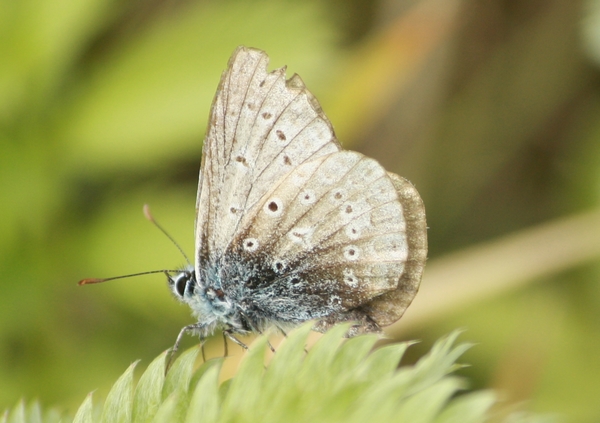 Polyommatus indéterminé  - Thomas Lux