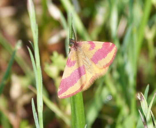 Lythria cruentaria  - Sylvain Lethuillier