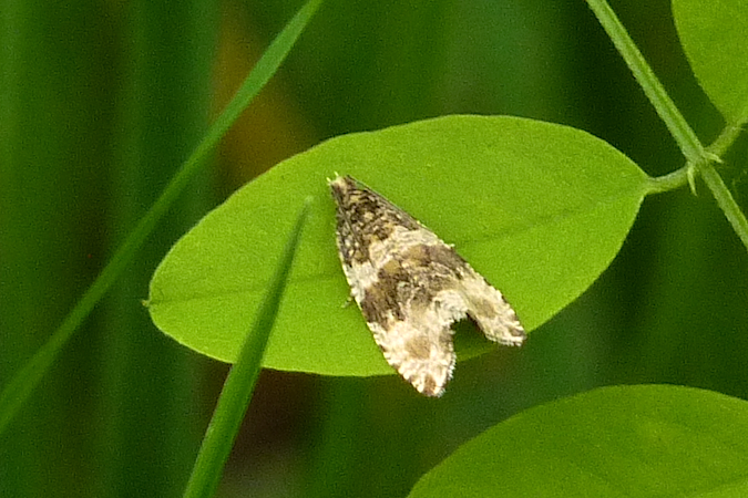 Celypha lacunana  - Jacques Thiriet
