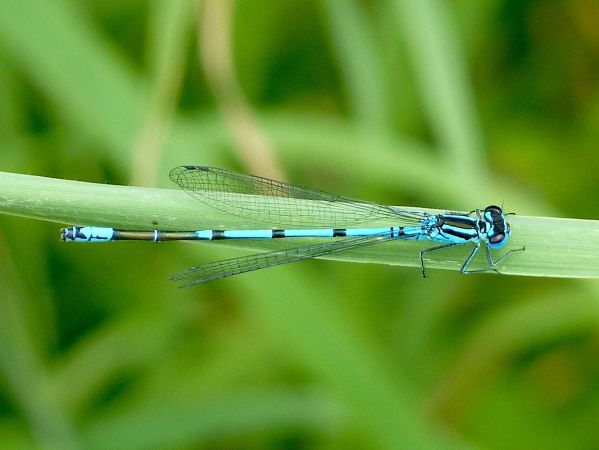 Agrion jouvencelle  - Jacques Thiriet