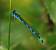 Agrion de Mercure  - Thomas Lux