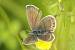 Plebejus indéterminé  - Thomas Lux