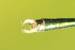 Leste vert  - Thomas Lux