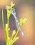 Agrion mignon  - Thomas Lux