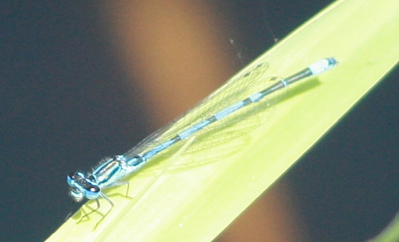 Agrion exclamatif  - Thomas Lux