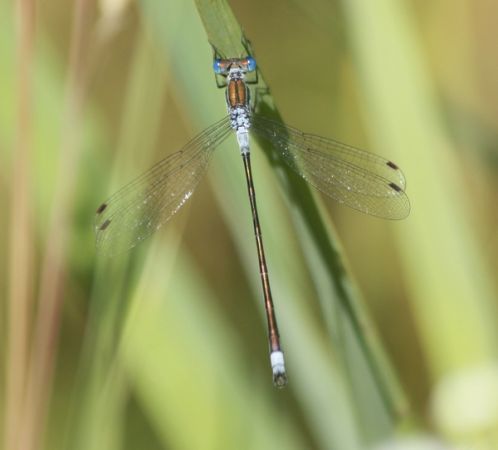 Common Spreadwing  - Thomas Lux