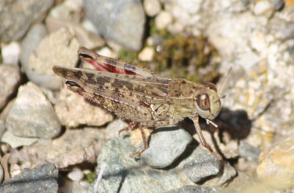 Caloptène italien  - Thomas Lux