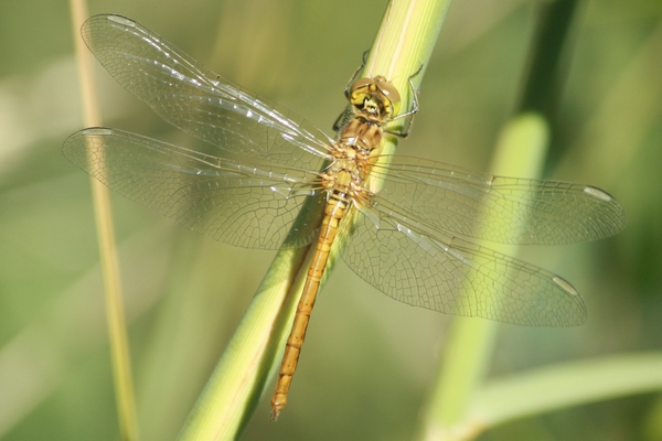 Southern Darter  - Thomas Lux