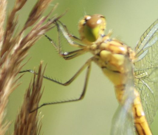 Southern Darter  - Thomas Lux