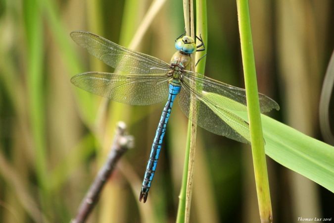 Anax empereur  - Thomas Lux