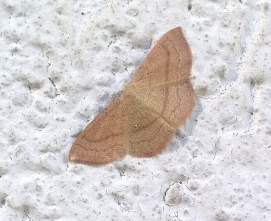 Cyclophora linearia  - Thomas Lux