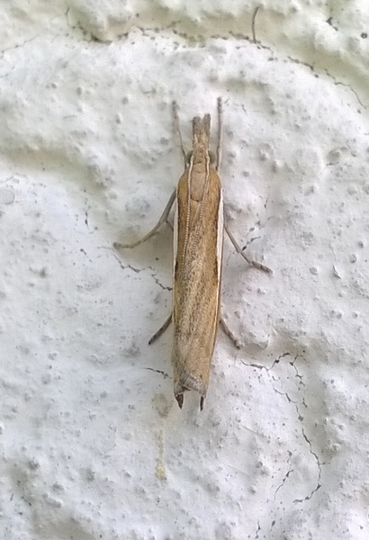 Crambus des tiges  - Thomas Lux
