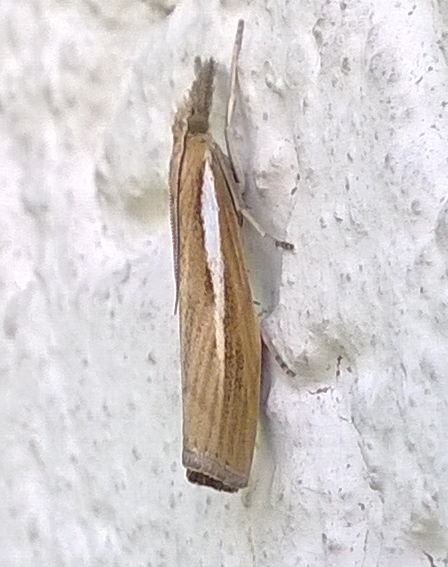 Agriphila tristella  - Thomas Lux