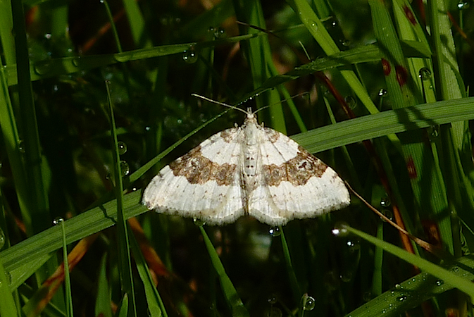 Xanthorhoe montanata  - Jacques Thiriet