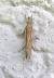 Crambus des tiges  - Thomas Lux