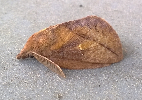 Buveuse (Bombyx buveur)  - Thomas Lux