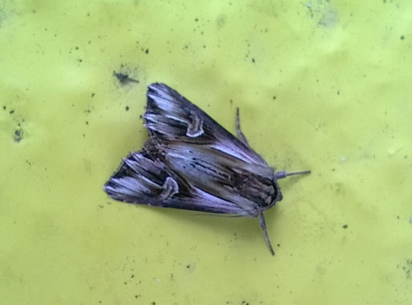 Actinotia polyodon  - Thomas Lux