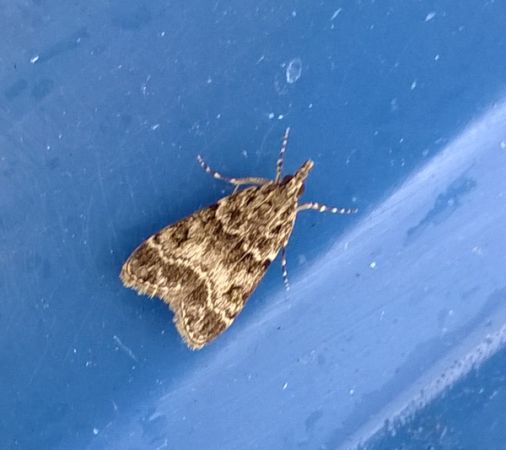 Eudonia mercurella  - Thomas Lux