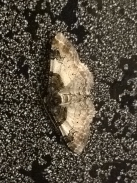 Catarhoe cuculata  - Thomas Lux