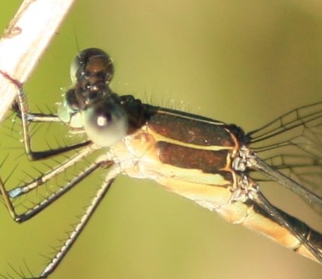 Common Spreadwing  - Thomas Lux