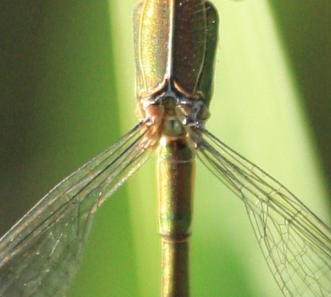 Common Spreadwing  - Thomas Lux