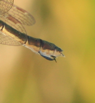 Common Spreadwing  - Thomas Lux
