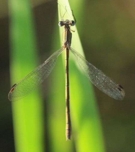 Common Spreadwing  - Thomas Lux