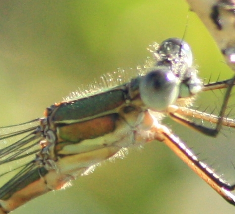 Common Spreadwing  - Thomas Lux
