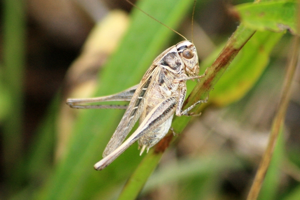Brown-spotted Bush-cricket  - Thomas Lux