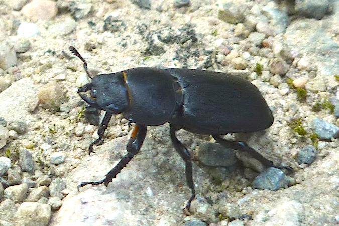Petite biche  - Jacques Thiriet
