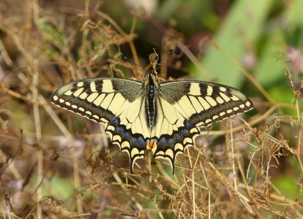 Machaon 