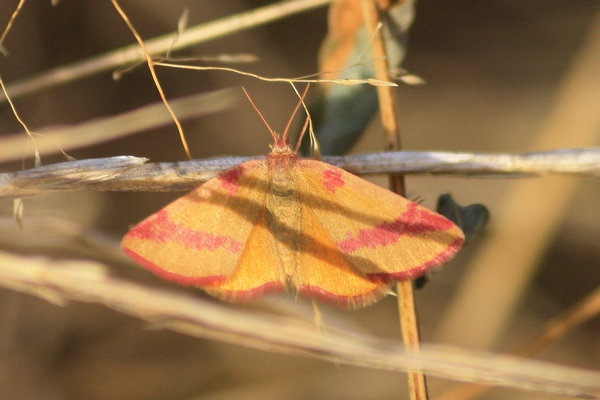 Lythria cruentaria  - Thomas Lux
