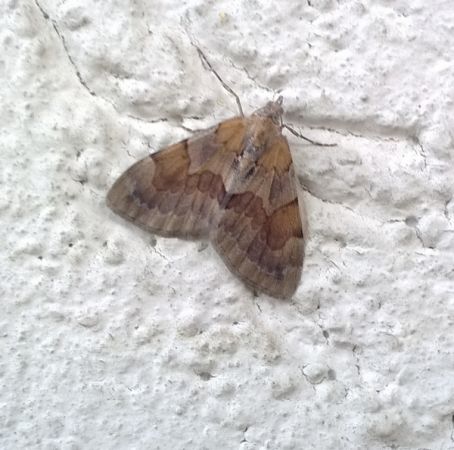 Pennithera firmata  - Thomas Lux