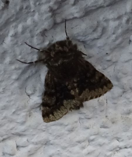 Apocheima hispidaria  - Thomas Lux