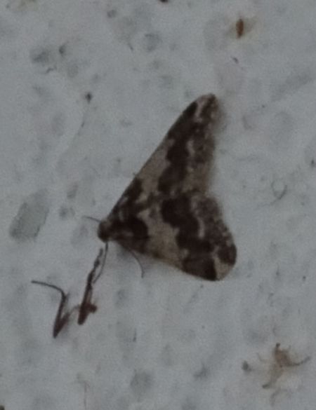 Agriopis leucophaearia  - Thomas Lux