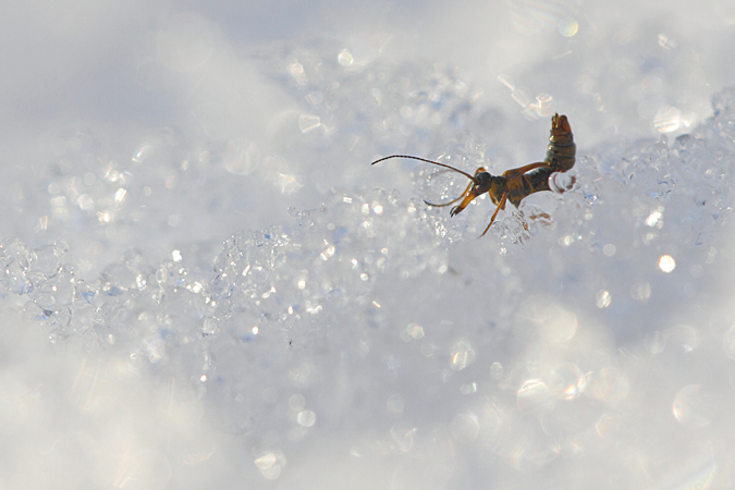 Puce des neiges  - Laurent Rouschmeyer
