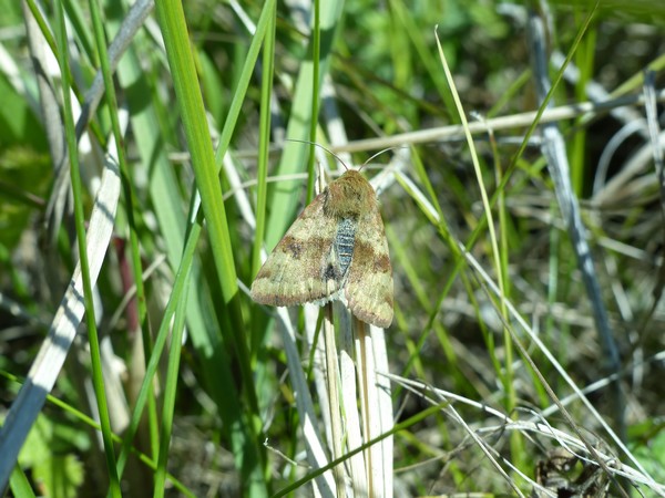 Noctuelle de la cardère 