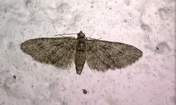 Eupithecia abbreviata  - Thomas Lux