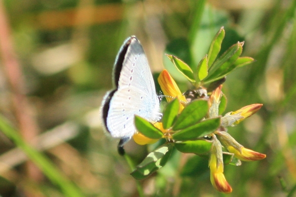 Small Blue  - Thomas Lux