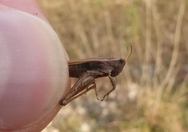 Slender Ground-hopper 