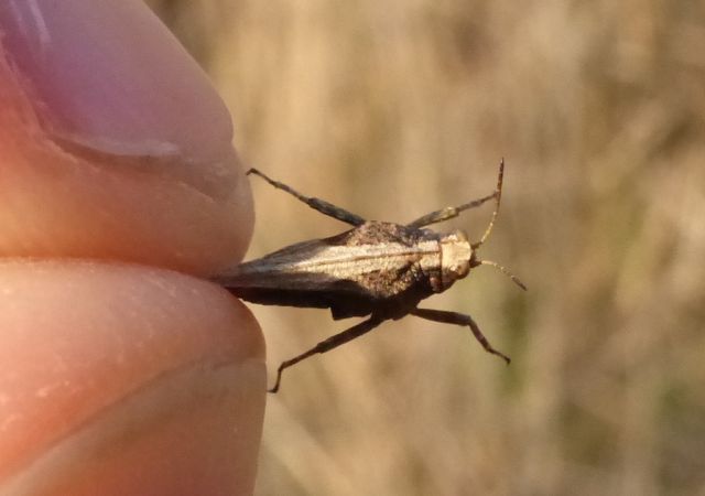 Tétrix des vasières 