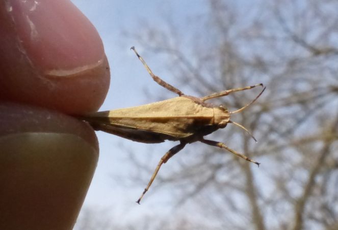 Slender Ground-hopper 