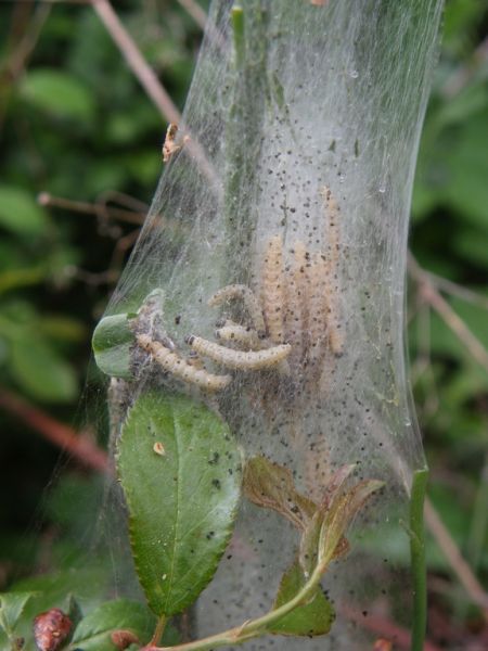Yponomeuta irrorella 