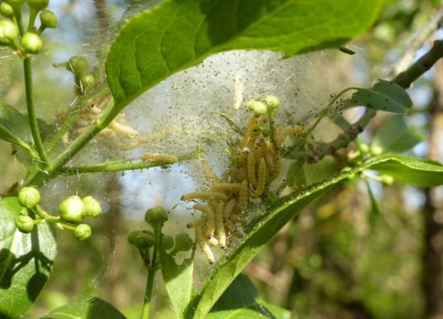 Yponomeuta irrorella 